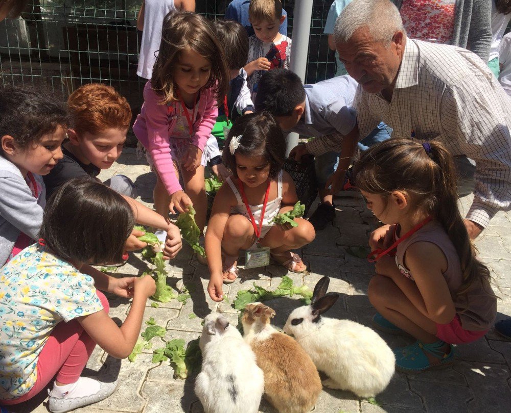 Mini Hayvanat Bahçesi, Sahipsiz Ve Bakıma Muhtaç Hayvanlara Yuva Oldu