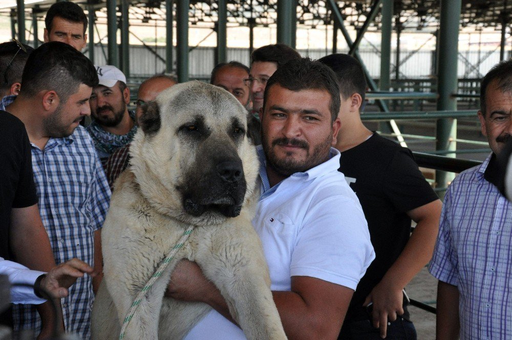 Festivalin İlgi Odağı ’Boğaç’ Oldu