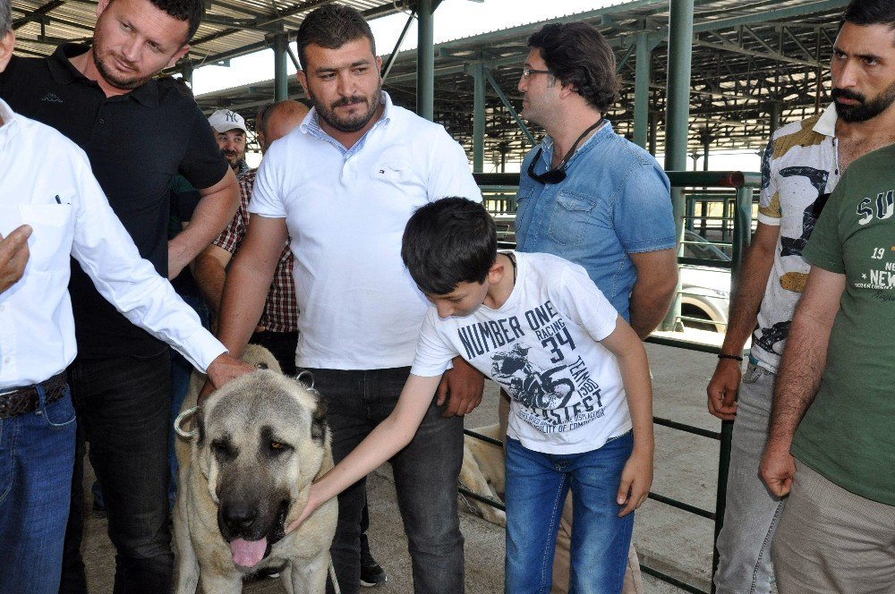 Festivalin İlgi Odağı ’Boğaç’ Oldu