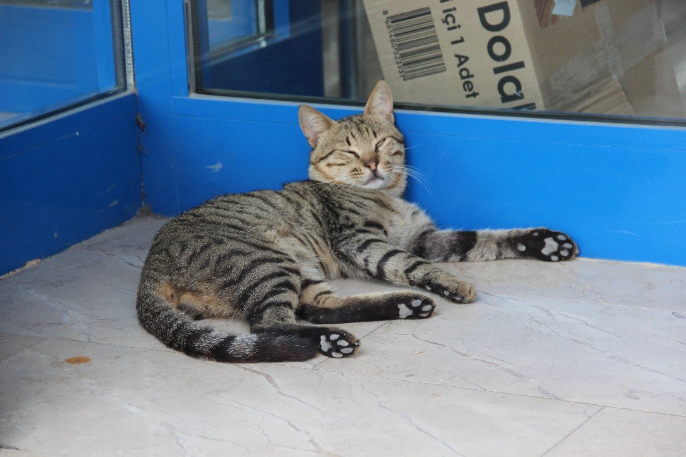 Sıcaktan Bunalan Kedi Marketin Kapısını Mesken Tuttu