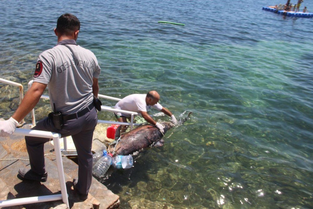 Kuşadası Sahilinde Ölü Yunus Bulundu