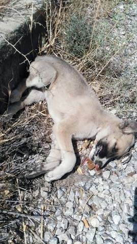 Akçadağ’da Siyanür İle Köpek Katliamı İddiası