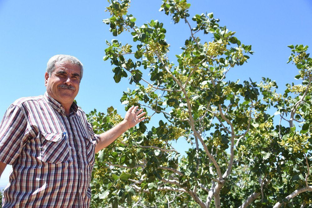 Mersin’de Antep Fıstığı Üretimi Yeniden Canlandırıldı