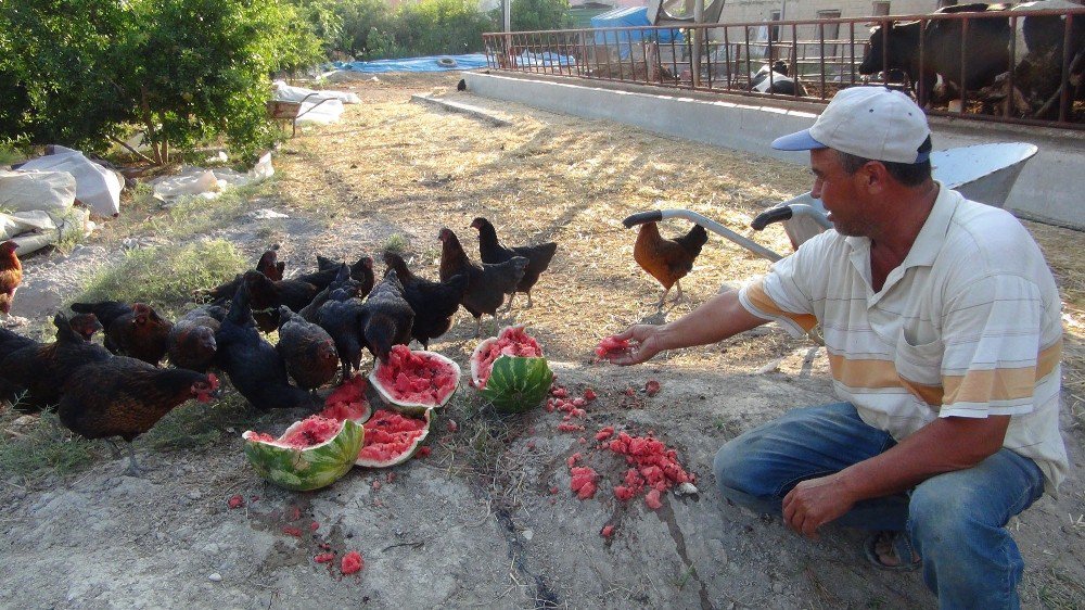 Satamadığı Karpuzu İnek Ve Tavuklara Yediriyor