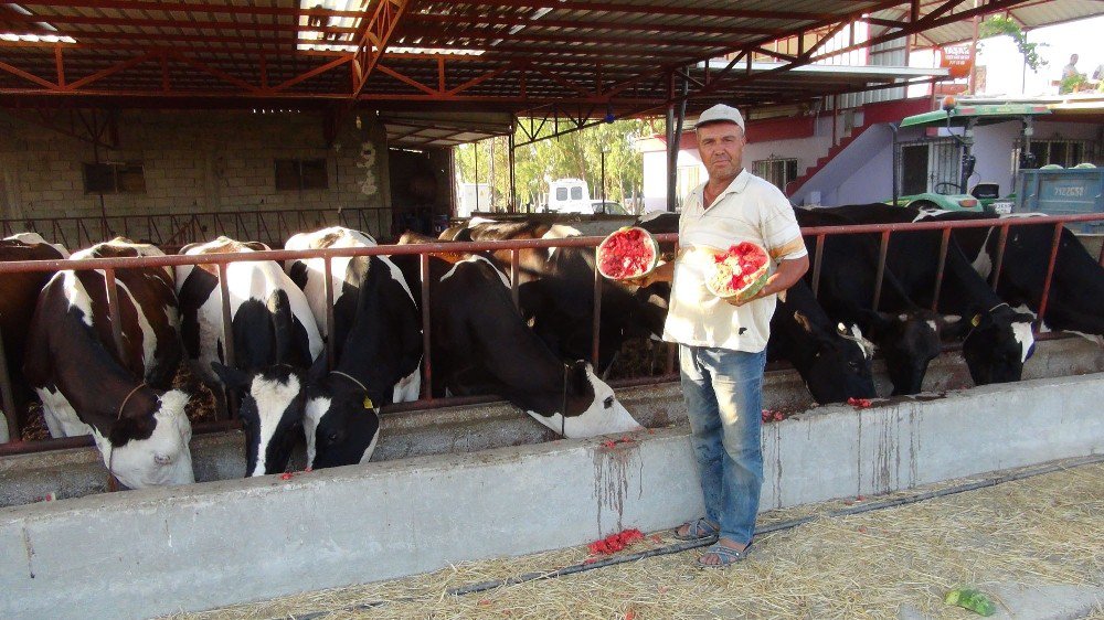 Satamadığı Karpuzu İnek Ve Tavuklara Yediriyor