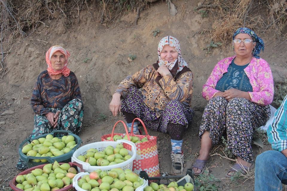 Üreticiler Armutlarını Satmak İçin Destek İstiyor