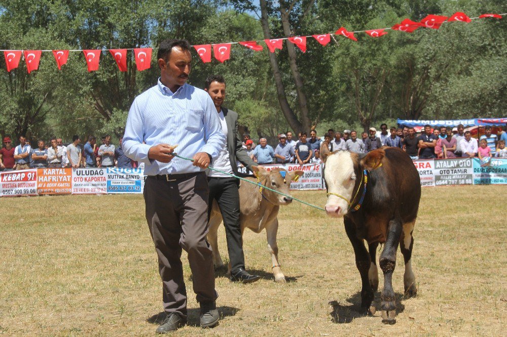 Sivas’ta Buzağı Güzellik Yarışması