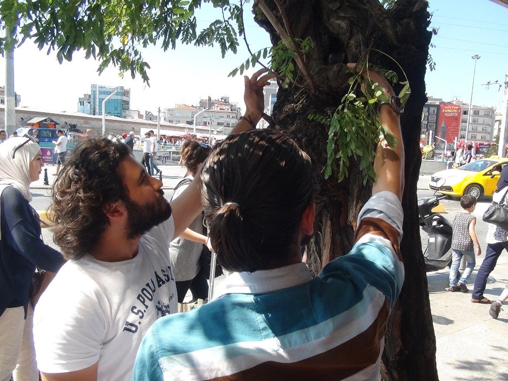 Taksim’de Sevimli Kumru Yavrularına Yoğun İlgi