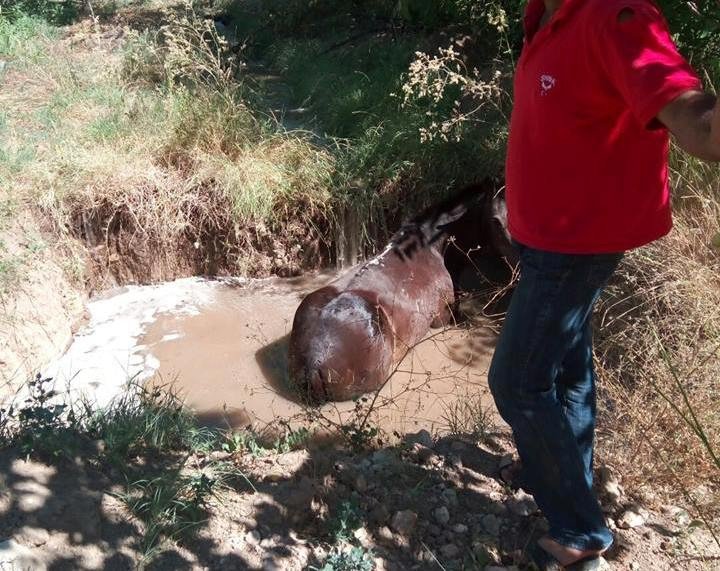 Su Dolu Çukura Düşen Atı İtfaiye Ekipleri Kurtardı