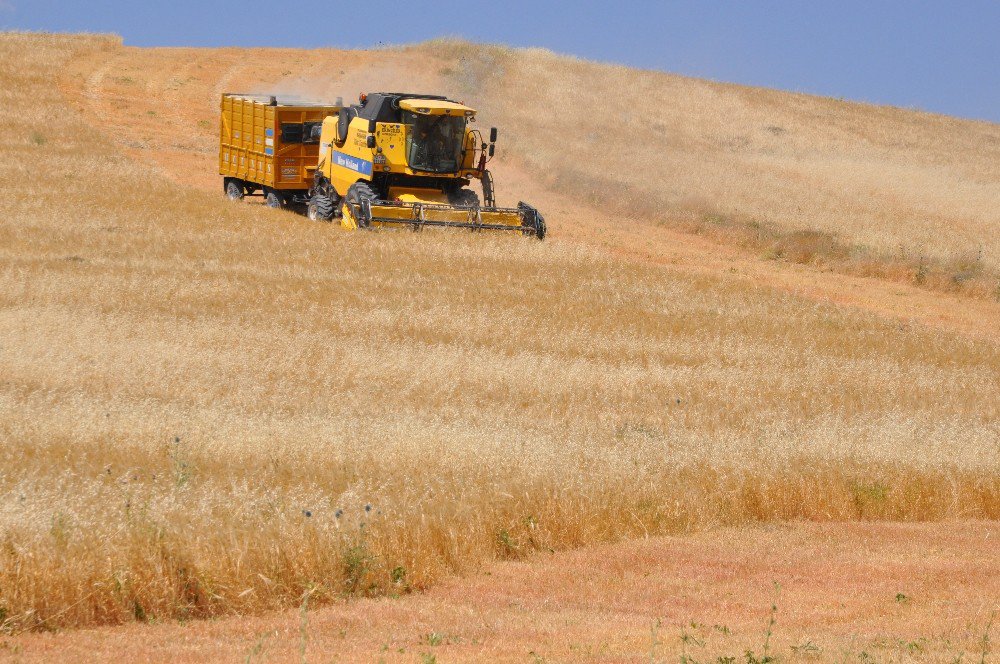 Muş’ta Buğday Ve Arpa Hasat Dönemi Başladı