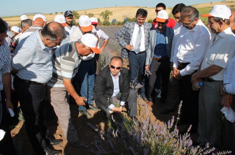 Turhal’da İlk Lavanta Hasadı Yapıldı