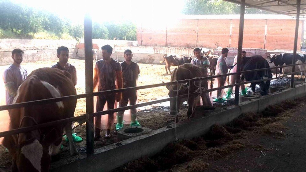 Aydın Veteriner Hekimler Odasının Suni Tohumlama Kurslarına İlgi Artıyor