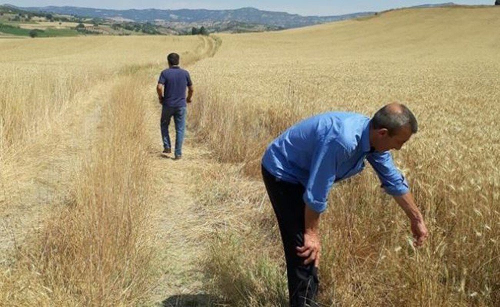 Belediye Vatandaşlar İçin Buğday Ekti