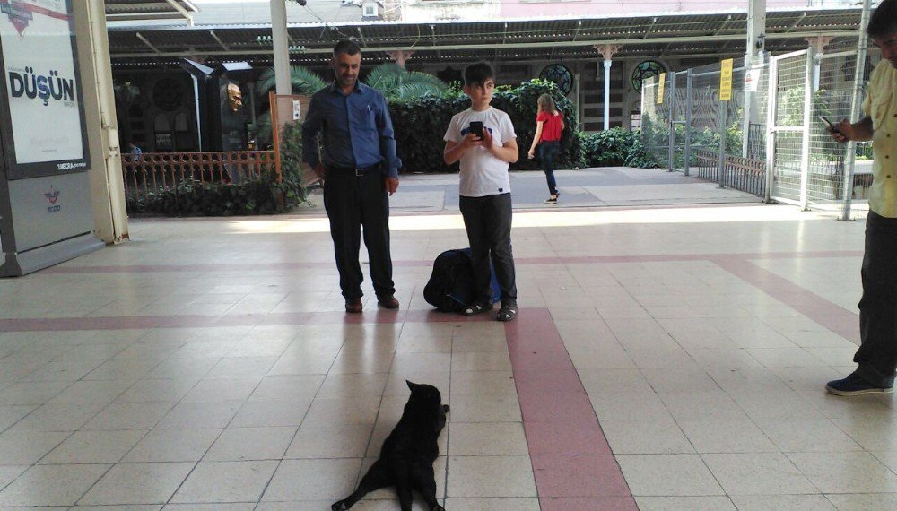 Sirkeci Garı’nda Patilerini Üst Üste Atarak Uzanan Kediye Yoğun İlgi