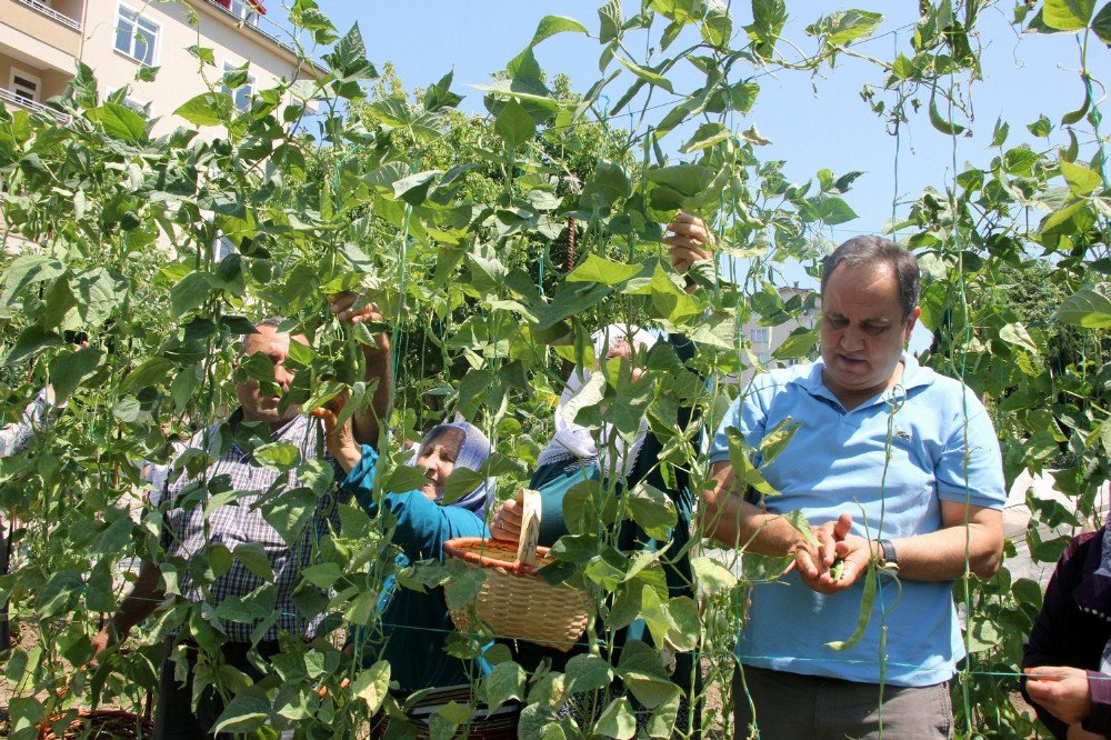 Belediye Başkanı Bahçeye Girdi, Fasulye Topladı