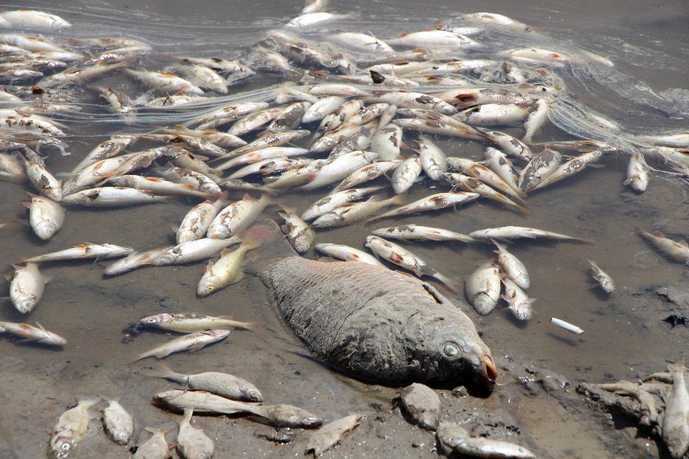 Göletteki Yüzlerce Balık Oksijensizlikten Öldü