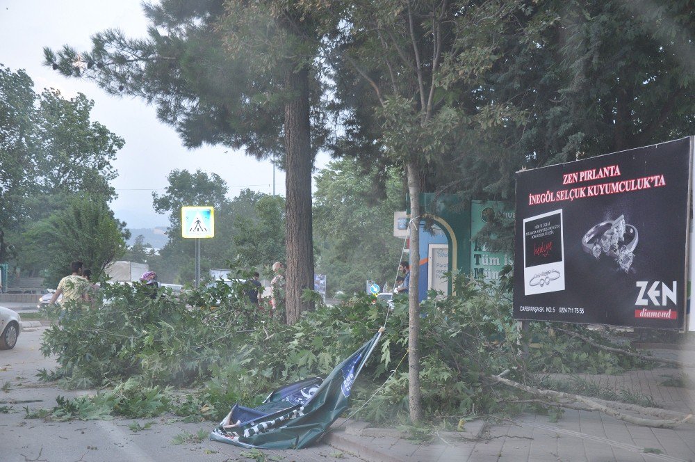 Şiddetli Rüzgar Ağaçları Devirdi