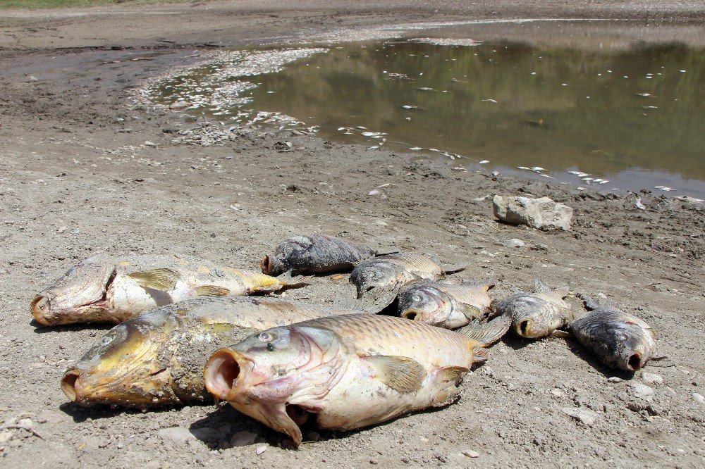 Göletteki Yüzlerce Balık Oksijensizlikten Öldü
