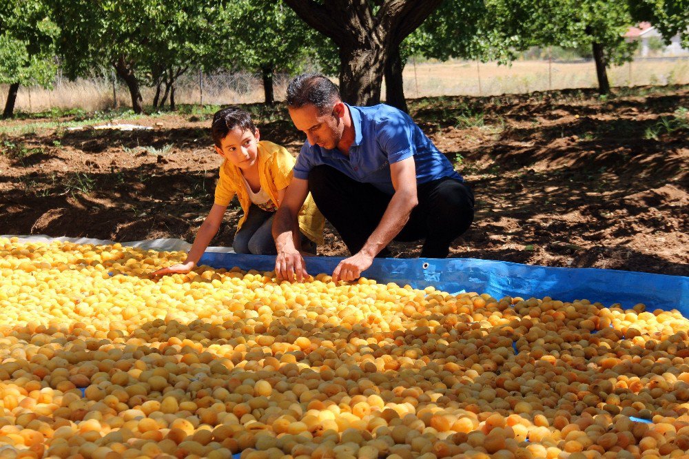 Kayısı Üreticilerinin Yüzü Gülüyor