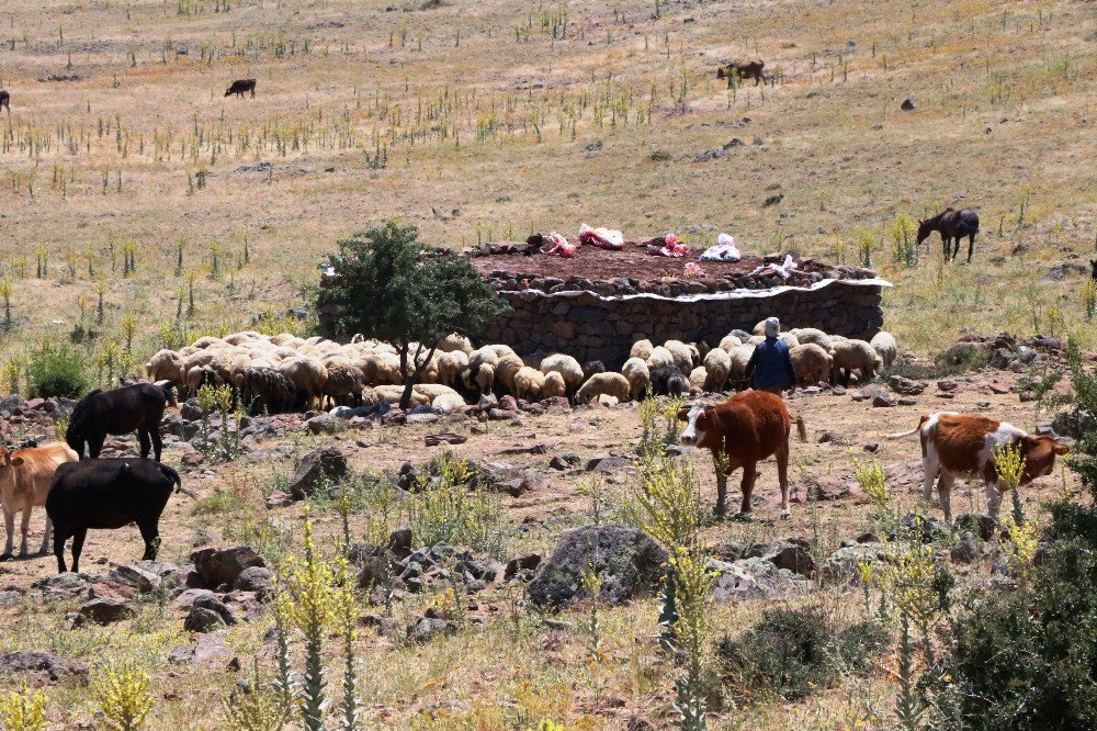 Yaylalarda Yaşanan Susuzluk Nedeniyle Hayvan Ölümleri Başladı