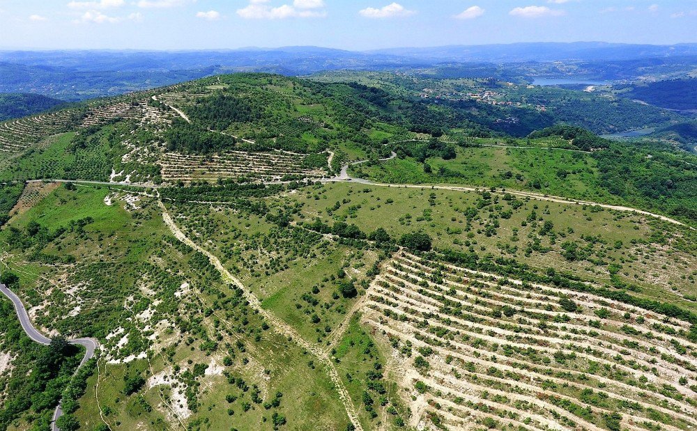 Karabük Ve Zonguldak’ta Bozuk Orman Alanları Ekonomiye Kazandırılıyor