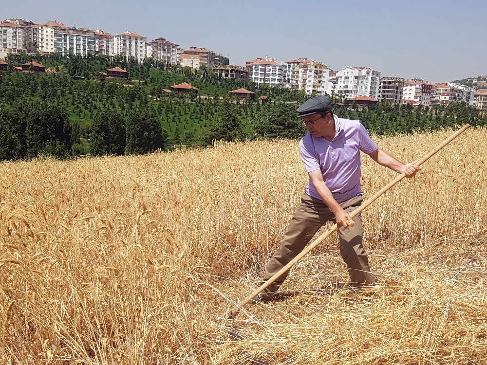 Başkent’in Orta Yerindeki Köyde Hasat Heyecanı