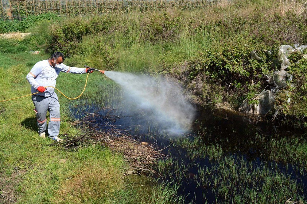 Bafra’da Larva Ve Uçkun İle Mücadele