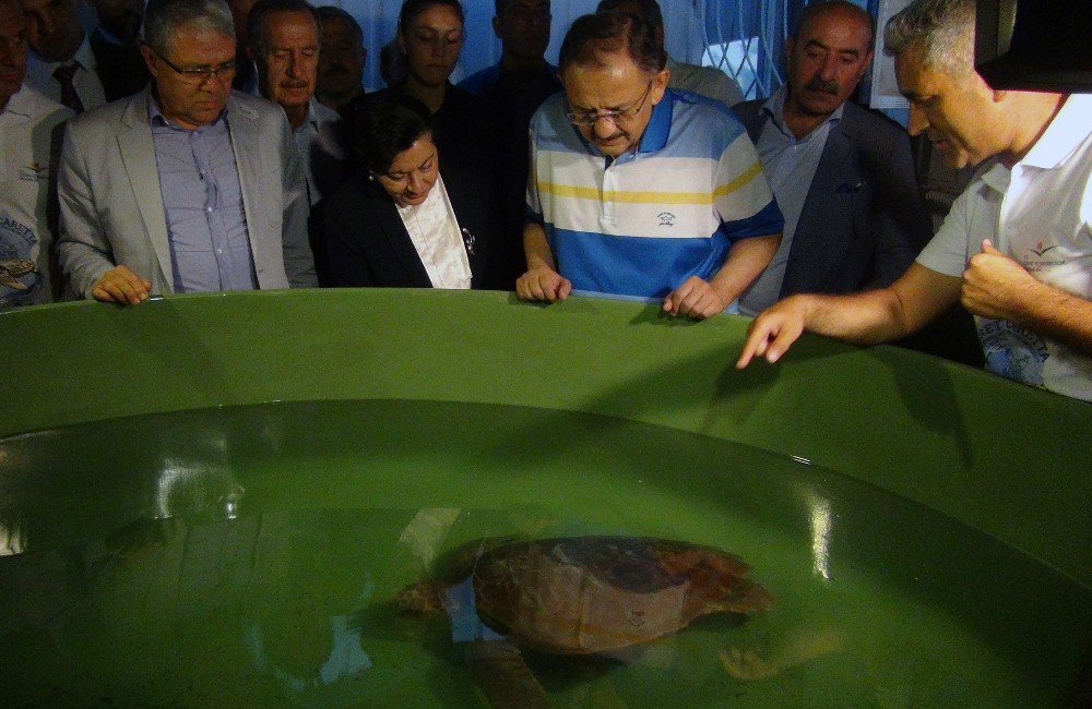 Bakan Özhaseki Yavru Carettaları Denizle Buluşturdu