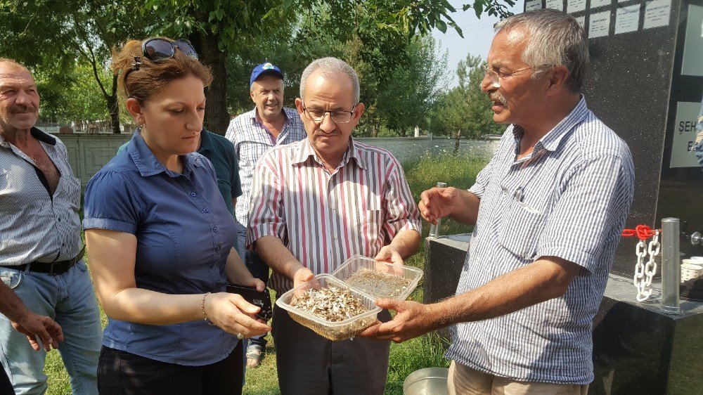 Amerikan Beyaz Kelebeği İle Mücadelede Yeni Dönem