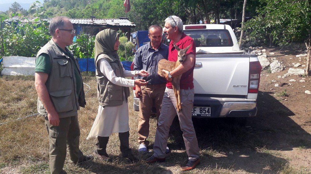 Bitkin Halde Bulunan Yavru Karacayı Besleyip Ormana Bıraktılar