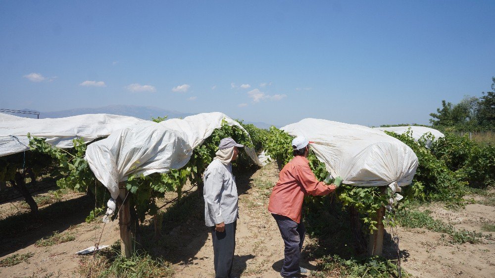 Sarıgöl Ovası Beyaza Bürünecek