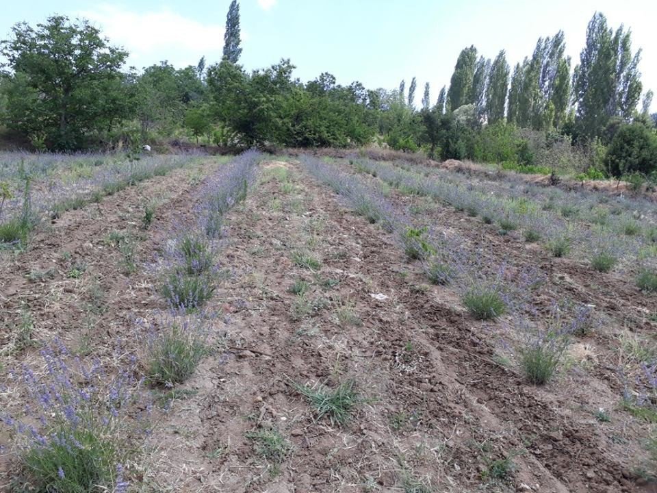 Simav’daki Lavanta Deneme Üretiminde Olumlu Sonuç