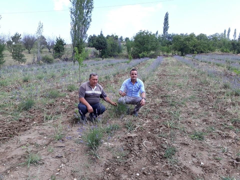 Simav’daki Lavanta Deneme Üretiminde Olumlu Sonuç