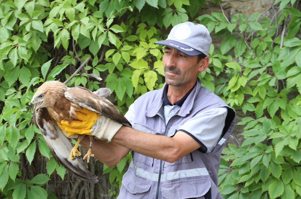 Talas’ta Bulunan Yaralı Atmaca Tedavi Altına Alındı