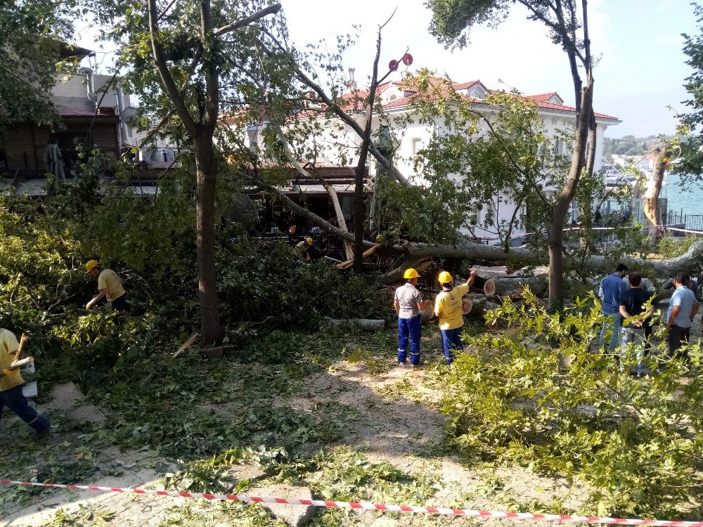 Şiddetli Fırtına Çengelköy’deki Asırlık Çınarı Devirdi