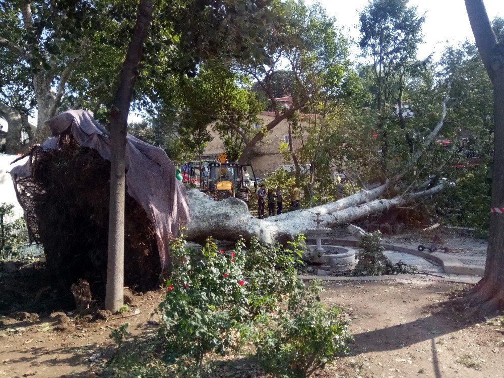 Şiddetli Fırtına Çengelköy’deki Asırlık Çınarı Devirdi