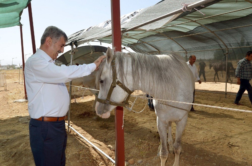 Atlı Okçuluk Türkiye Şampiyonası