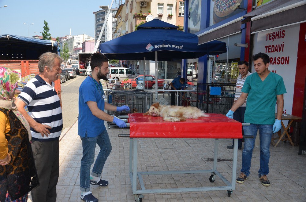 Hayvanseverin Sahiplendiği Felçli Köpek Tedavi Altına Alındı