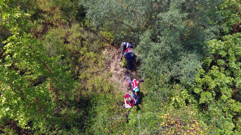 Uyuşturucu Yetiştiricisine Drone Ve Köpekli Operasyon