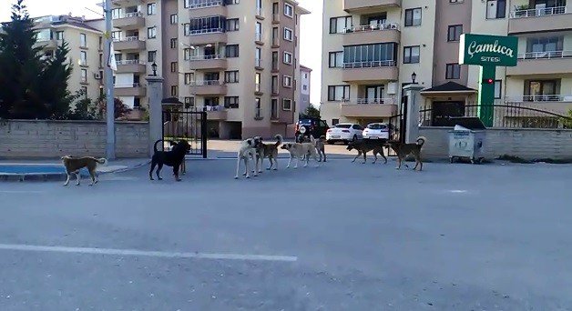 Bursa’da Köpek İstilası