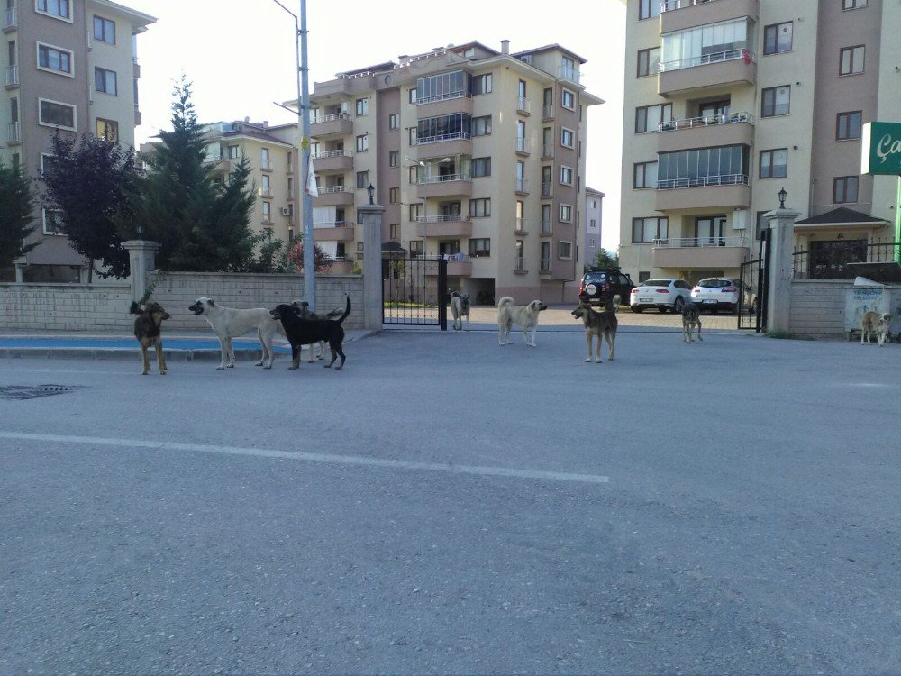 Bursa’da Köpek İstilası