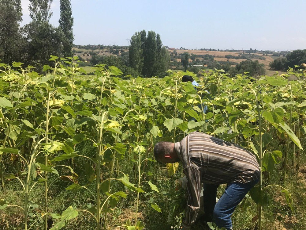 Çanakkale’de Bin 666 Kök Kenevir Ele Geçirildi