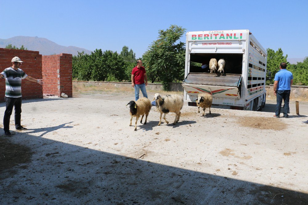 Erzincan’da Genç Çiftçiler Koyunlarına Kavuştu