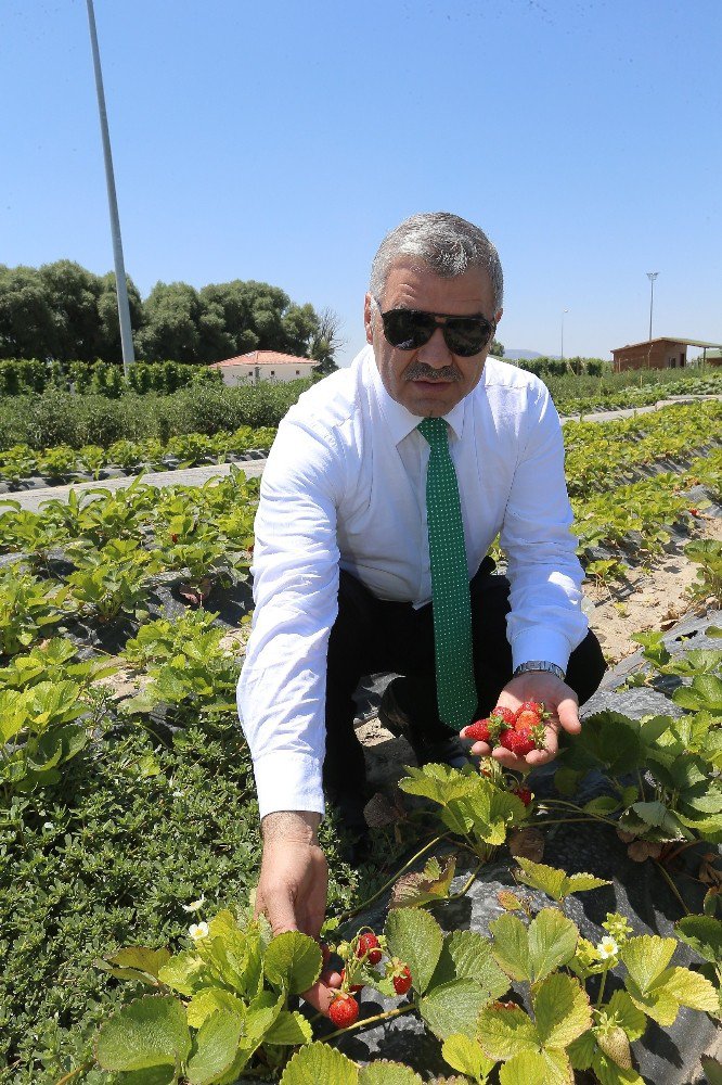 Doğal Ürünler Bahçesi Ve Pazarı Açıldı