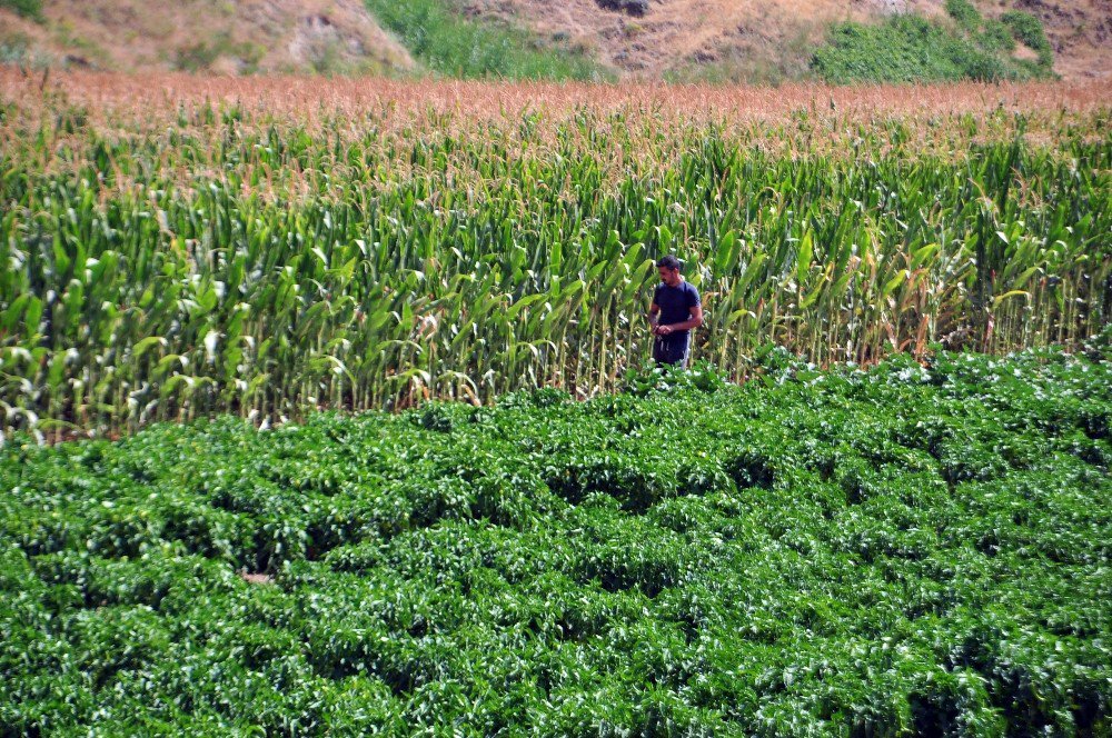 Serinlemek İçin Suya Girdikleri Sırada Soyuldular