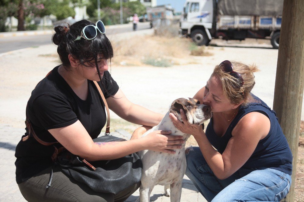 Köpekleri Zehirlemekle Tehdit Etti