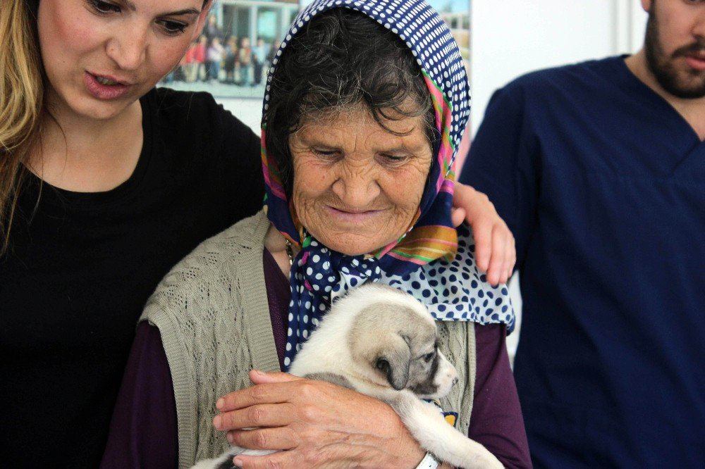 Pet Shopları Kıskandıran Hayvan Dostu Barınak