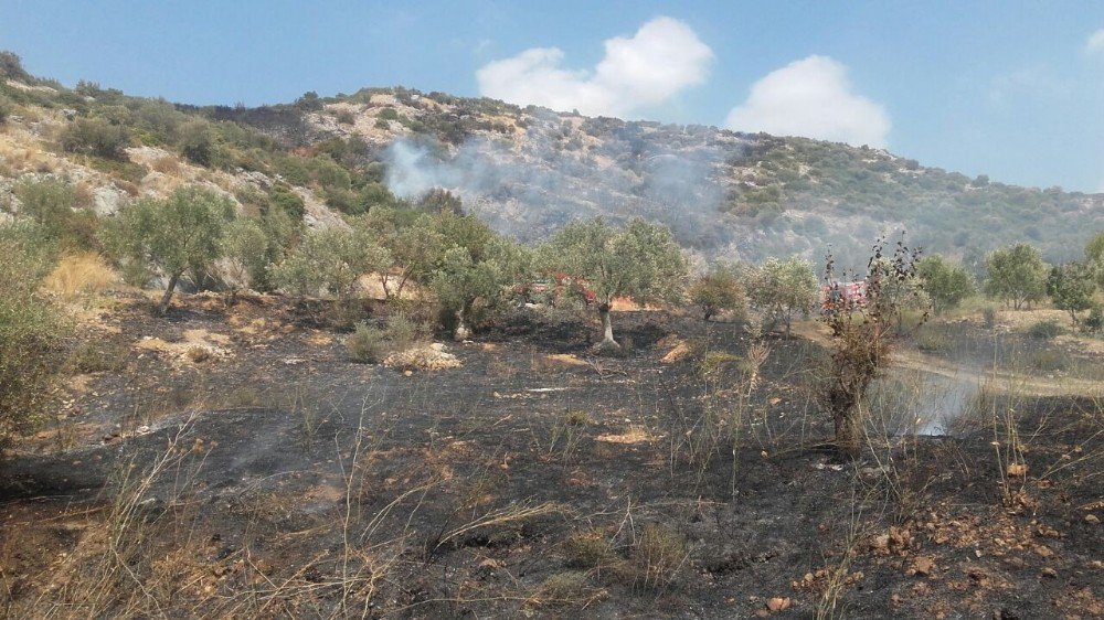 Zeytinlik Alanda Çıkan Yangın İtfaiye Ekipleri Tarafından Söndürüldü