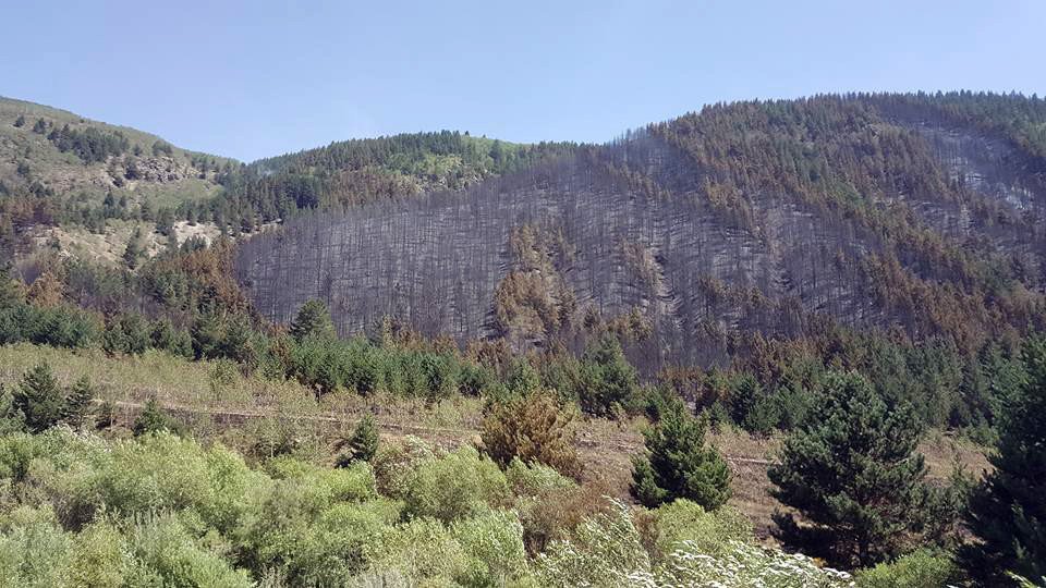 Erzurum’da 40 Hektar Ormanlık Alan Yandı