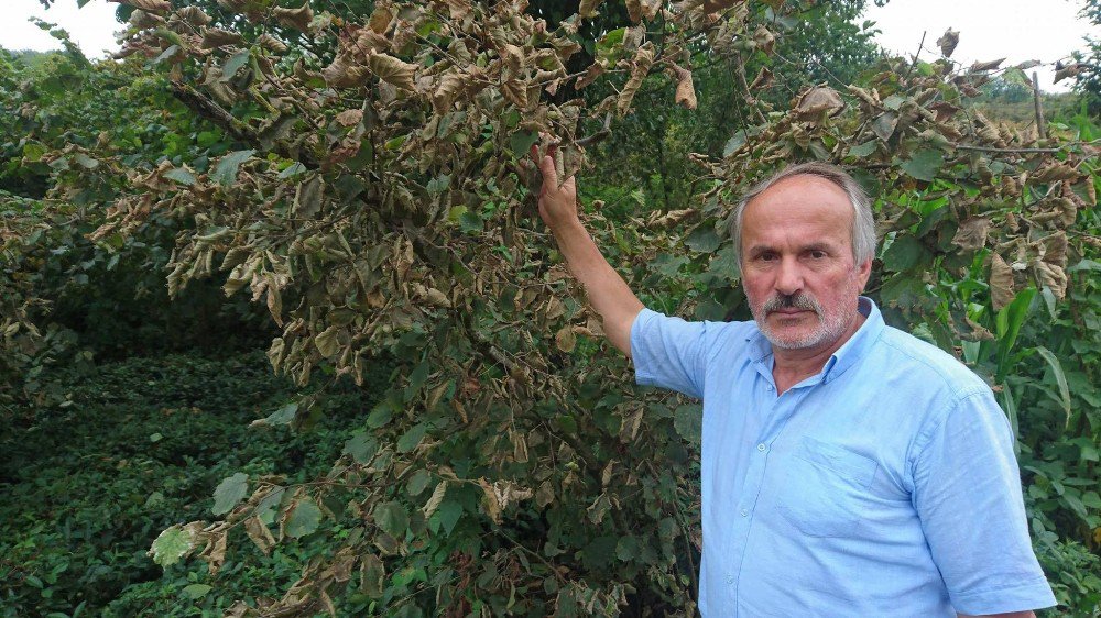 Aşırı Sıcak Fındığı Haşladı